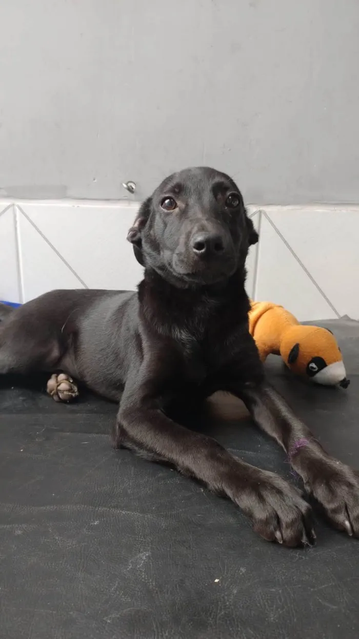 Cachorro ra a SRD-ViraLata idade 2 a 6 meses nome Oreo bb4meses fofo e lindo 