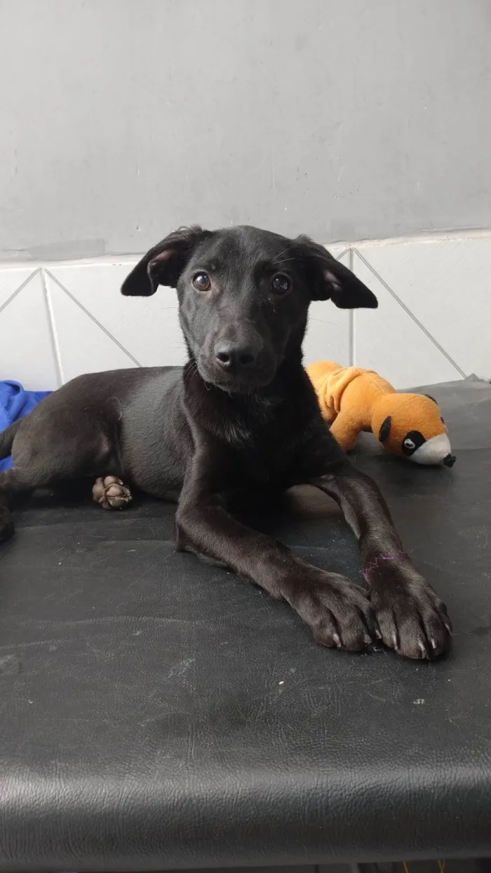 Cachorro ra a SRD-ViraLata idade 2 a 6 meses nome Oreo bb4meses fofo e lindo 