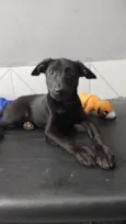Oreo bb4meses fofo e lindo