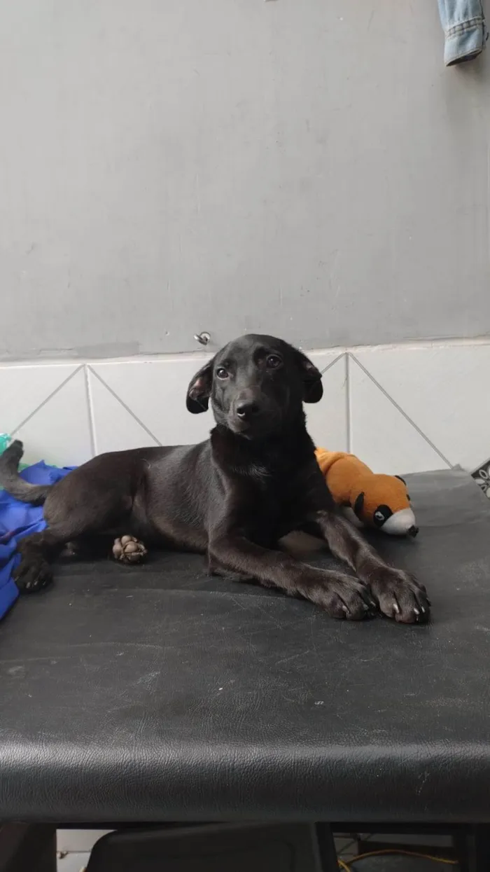 Cachorro ra a SRD-ViraLata idade 2 a 6 meses nome Oreo bb4meses fofo e lindo 