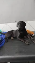 Oreo bb4meses fofo e lindo