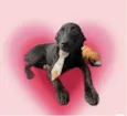 Oreo bb4meses fofo e lindo