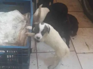 Cachorro raça SRD-ViraLata idade 1 ano nome Sem nome