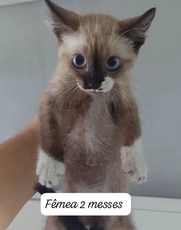 Gato ra a Srd idade 2 a 6 meses nome ..........
