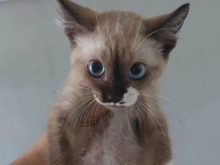 Gato ra a Srd idade 2 a 6 meses nome ..........