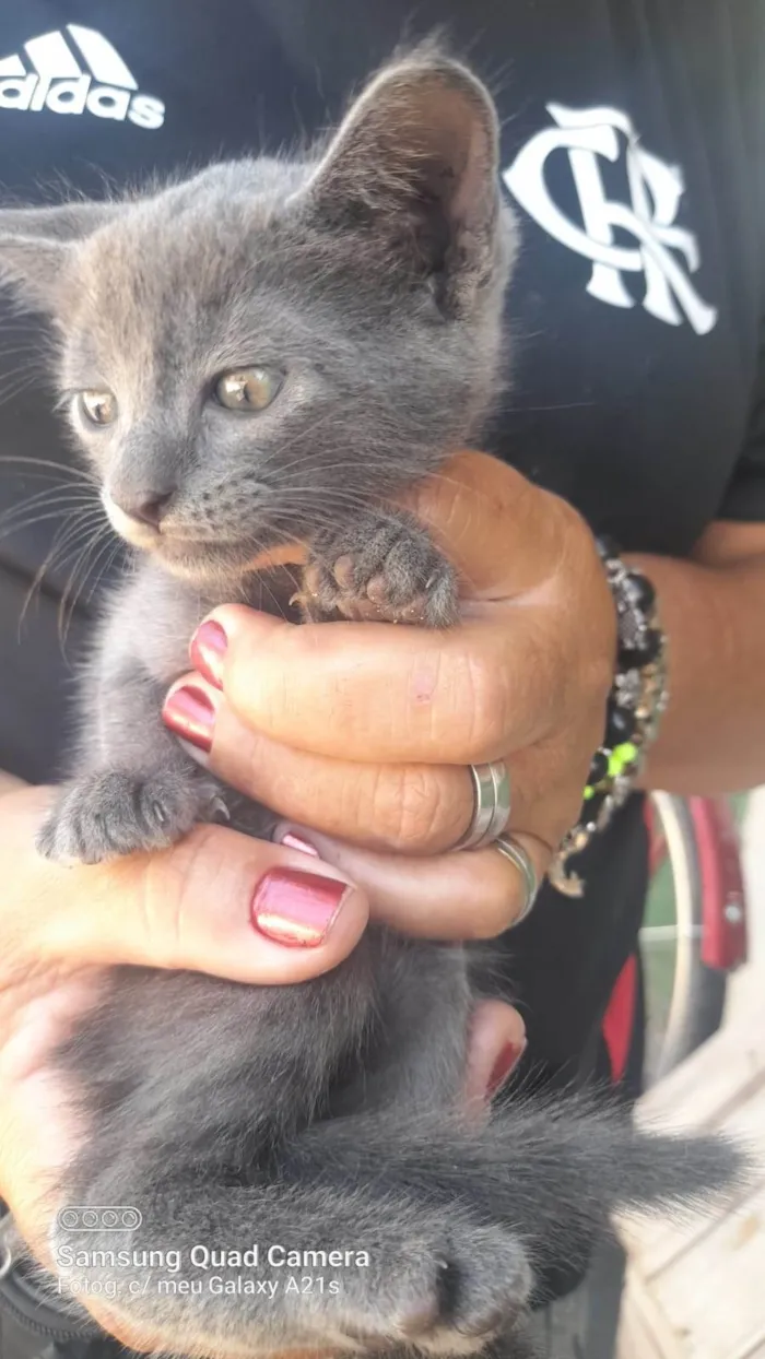 Gato ra a Srd idade 2 a 6 meses nome ............