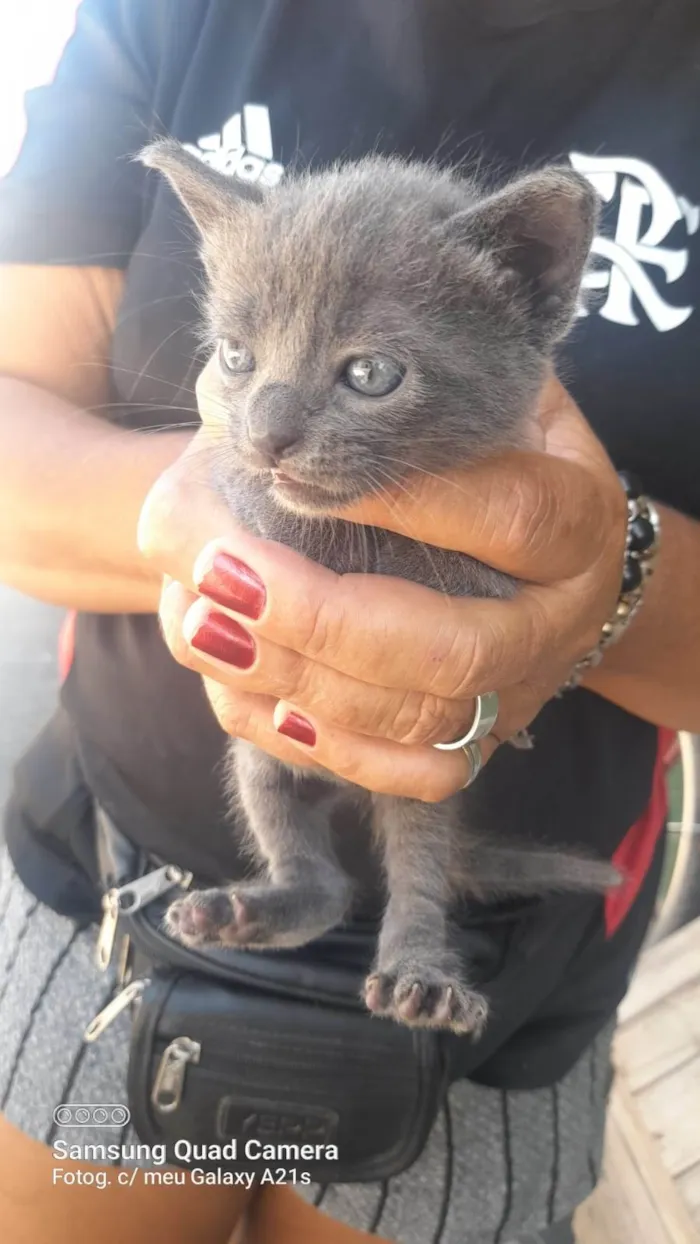 Gato ra a Srd idade 2 a 6 meses nome ............