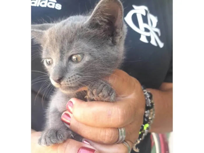 Gato ra a Srd idade 2 a 6 meses nome ............