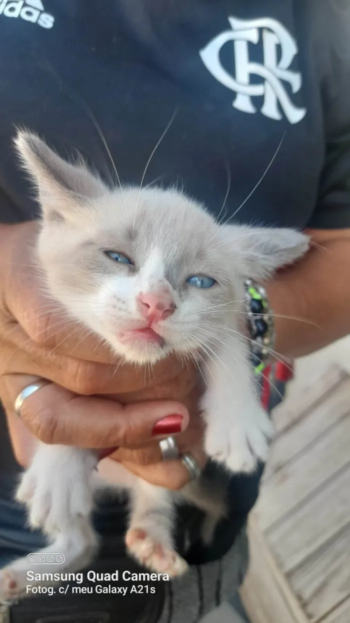 Gato ra a Srd idade 2 a 6 meses nome ............