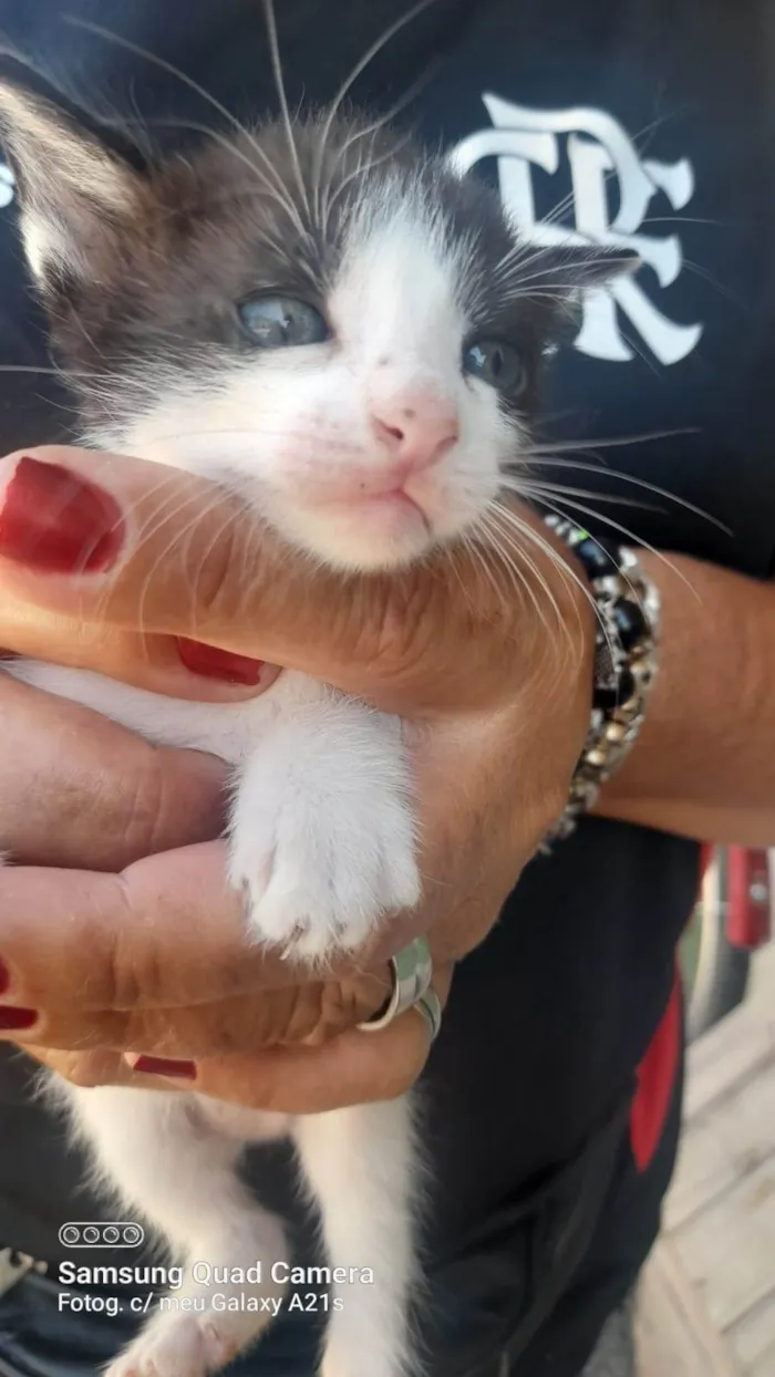 Gato ra a Srd idade 2 a 6 meses nome .............