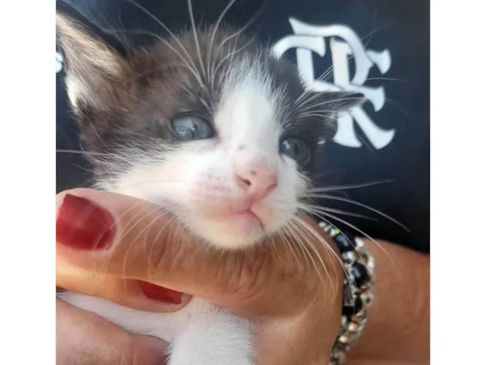 Gato ra a Srd idade 2 a 6 meses nome .............