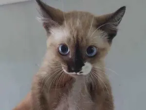 Gato raça Srd idade 2 a 6 meses nome ..........