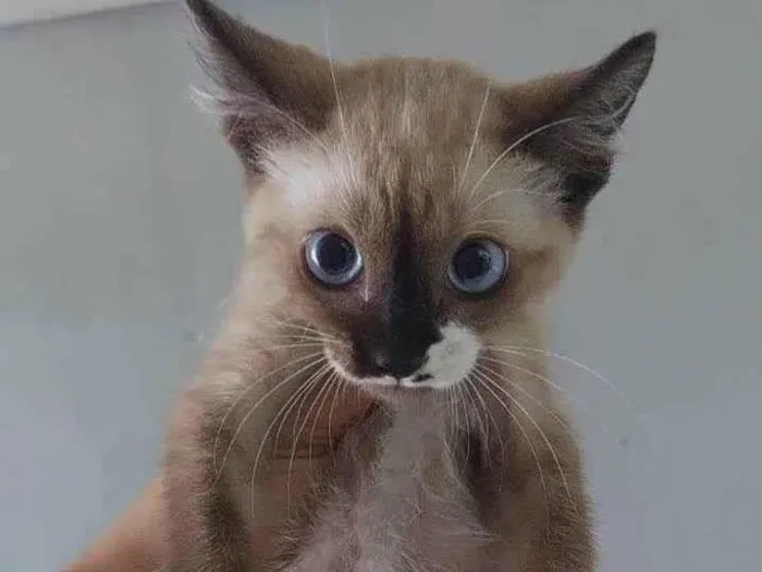 Gato ra a Srd idade 2 a 6 meses nome ..........