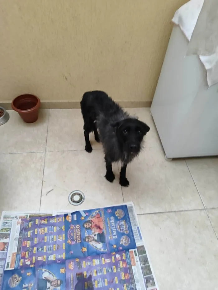 Cachorro ra a SRD-ViraLata idade 3 anos nome Neguinho