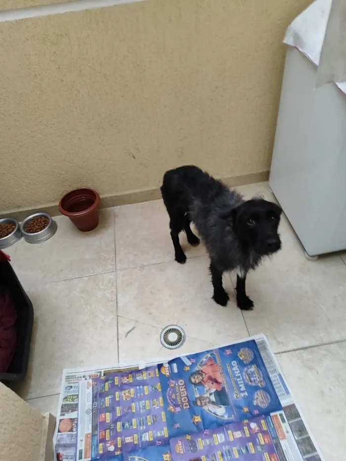 Cachorro ra a SRD-ViraLata idade 3 anos nome Neguinho