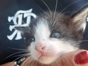 Gato raça Srd idade 2 a 6 meses nome .............