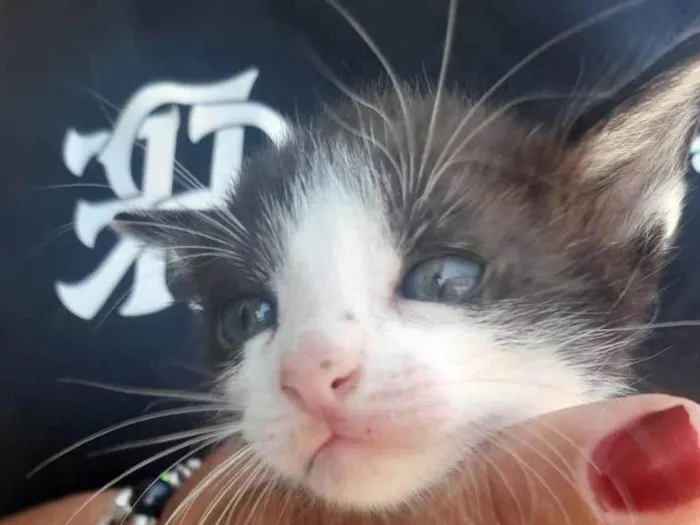 Gato ra a Srd idade 2 a 6 meses nome .............
