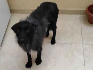 Cachorro raça SRD-ViraLata idade 3 anos nome Neguinho