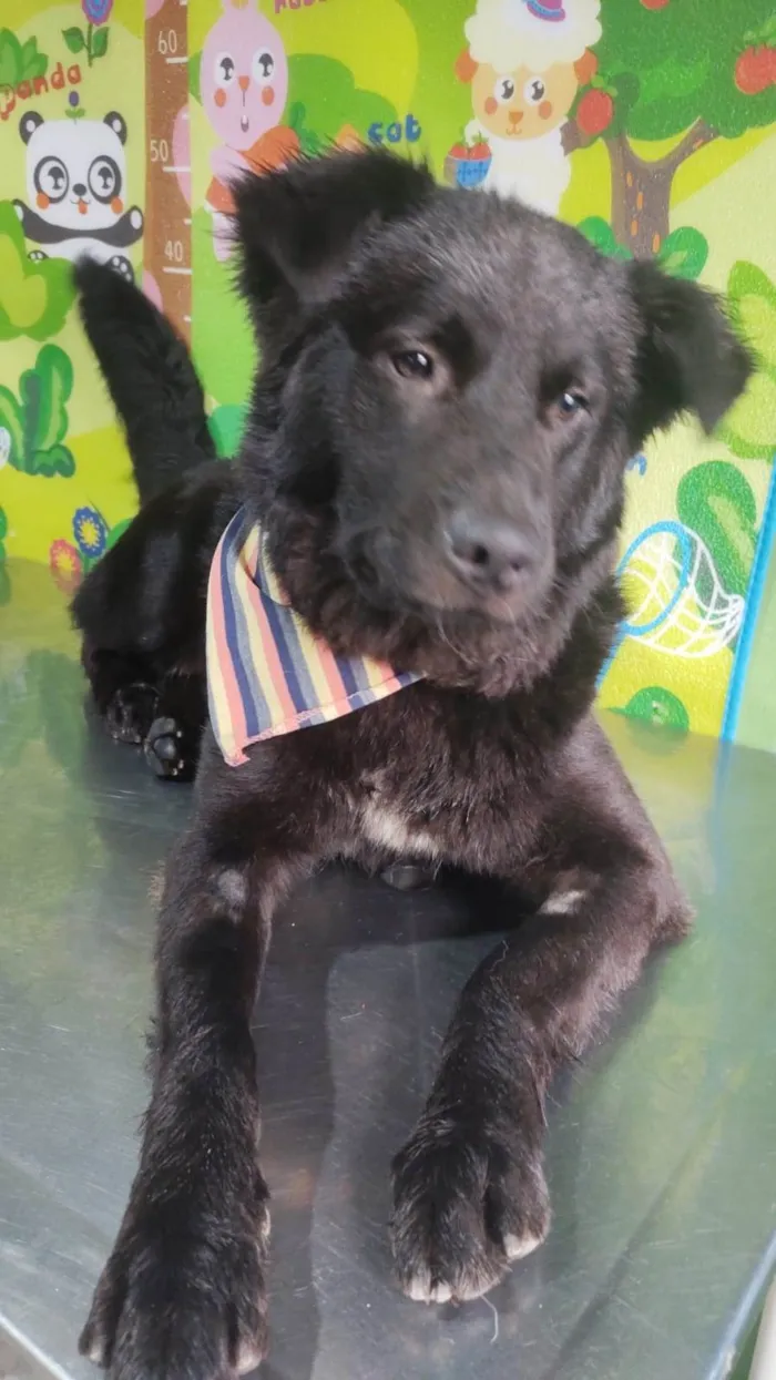Cachorro ra a Srd idade 1 ano nome Lessie