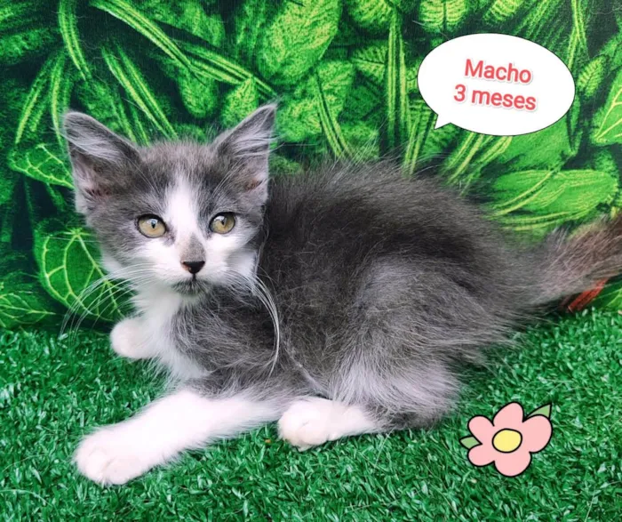 Gato ra a SRD-ViraLata idade 2 a 6 meses nome Beto