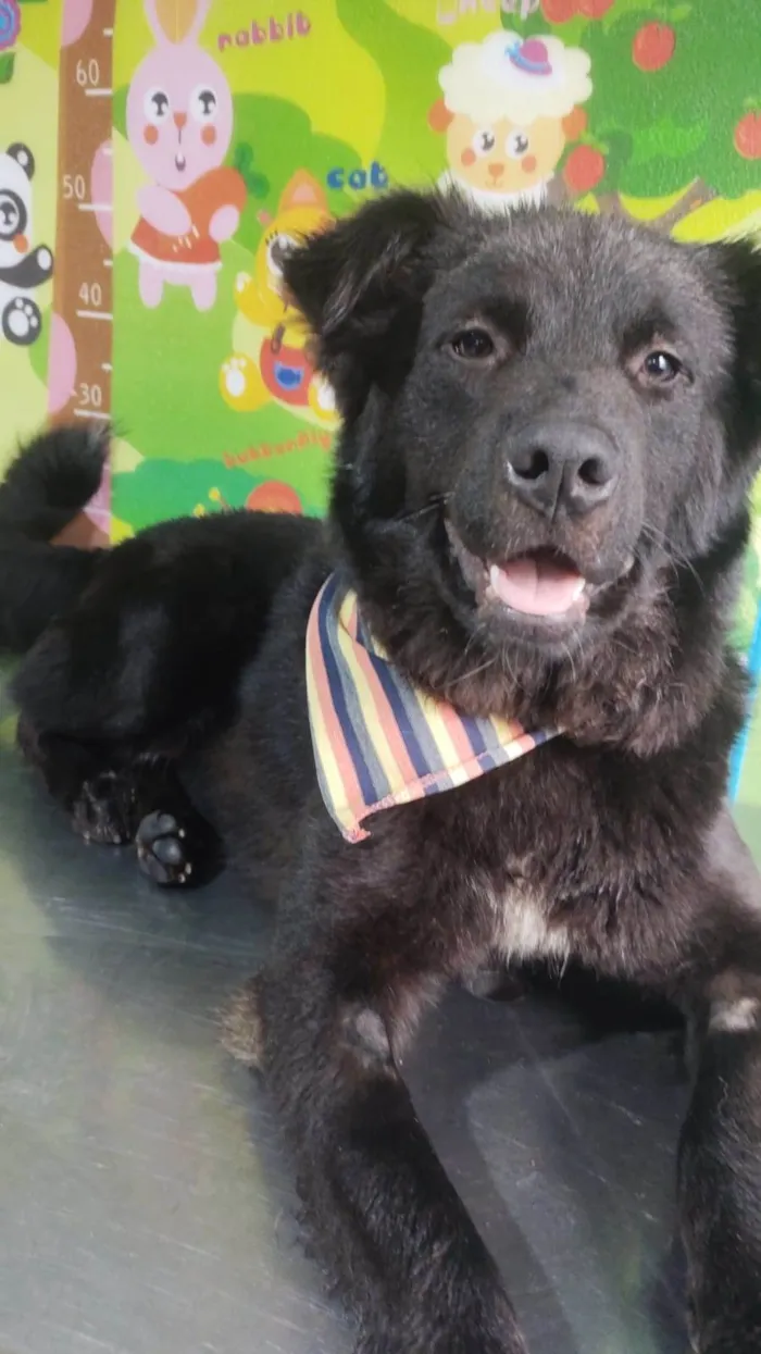 Cachorro ra a Srd idade 1 ano nome Lessie