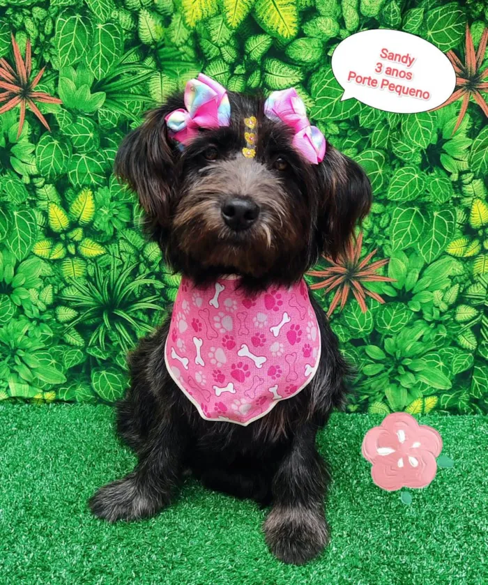 Cachorro ra a SRD-ViraLata idade 3 anos nome Sandy