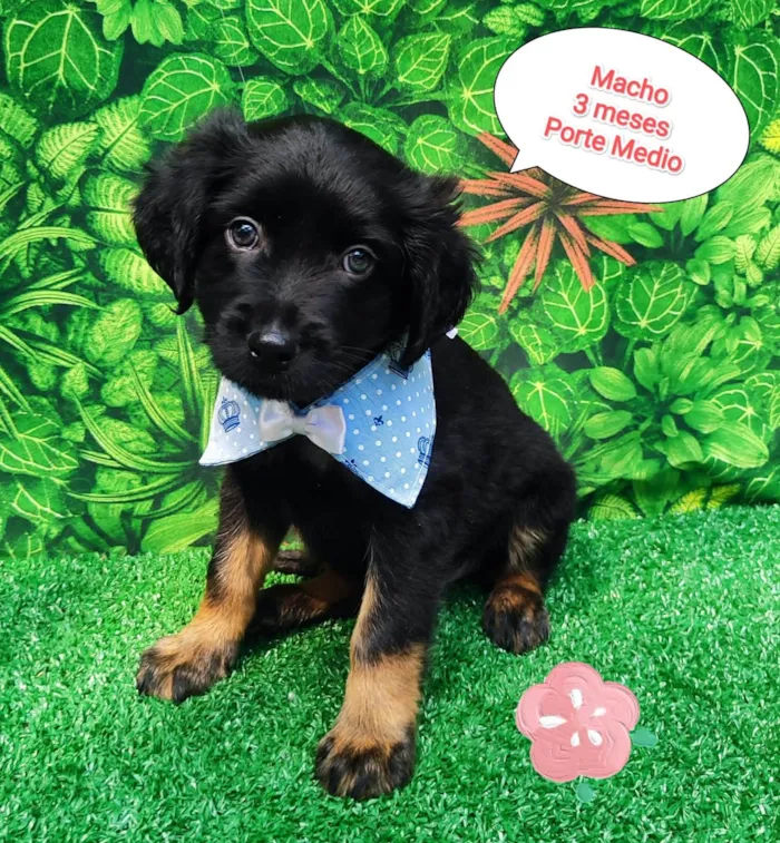 Cachorro ra a SRD-ViraLata idade 2 a 6 meses nome Baily