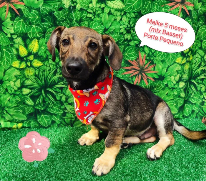 Cachorro ra a Basset mix  idade 2 a 6 meses nome Maike 