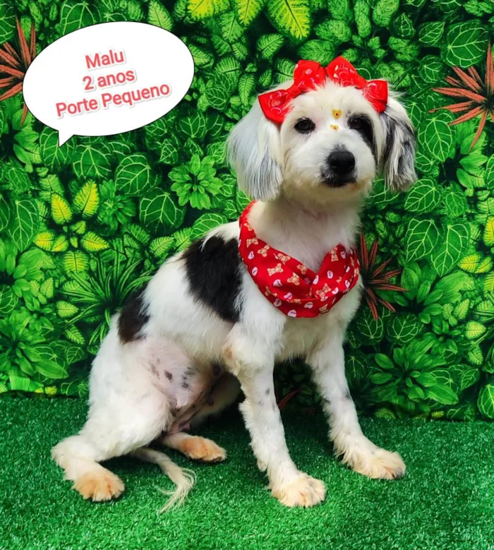 Cachorro ra a SRD-ViraLata idade 2 anos nome Malu 