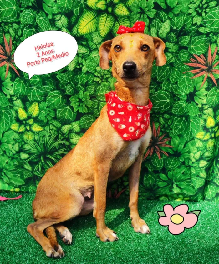 Cachorro ra a  idade 2 anos nome Heloisa 