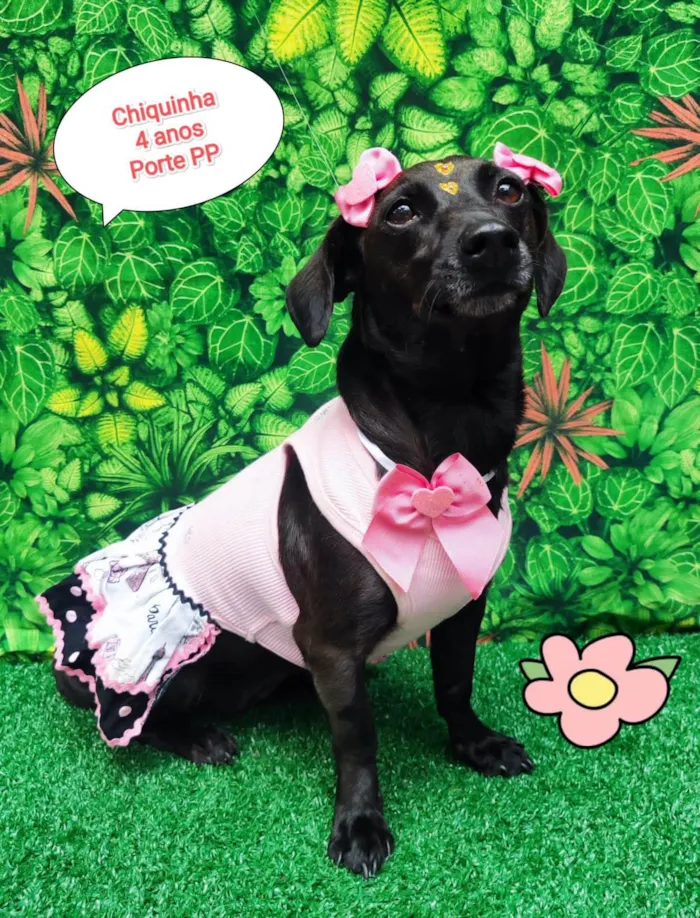 Cachorro ra a SRD-ViraLata idade 4 anos nome Chiquinha