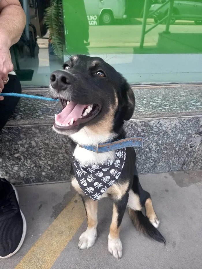 Cachorro ra a SRD-ViraLata idade 1 ano nome Matteo 