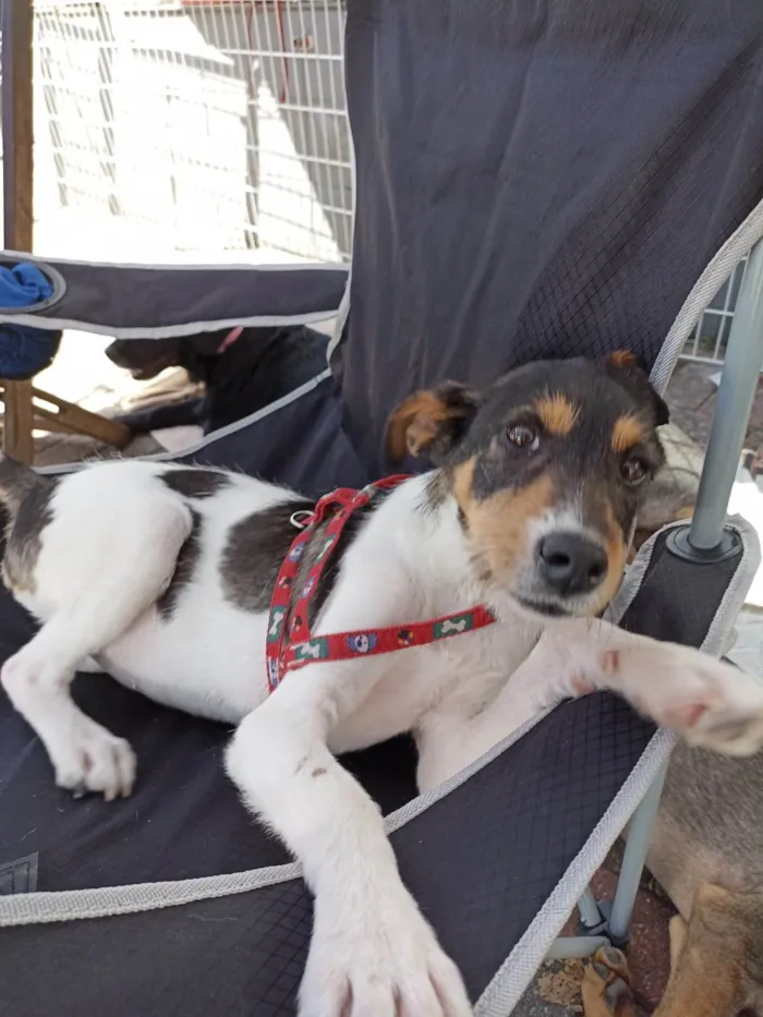 Cachorro ra a SRD-ViraLata idade 1 ano nome PIX