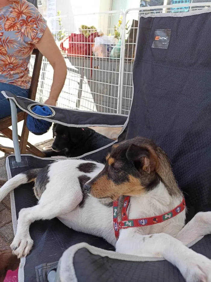 Cachorro ra a SRD-ViraLata idade 1 ano nome PIX