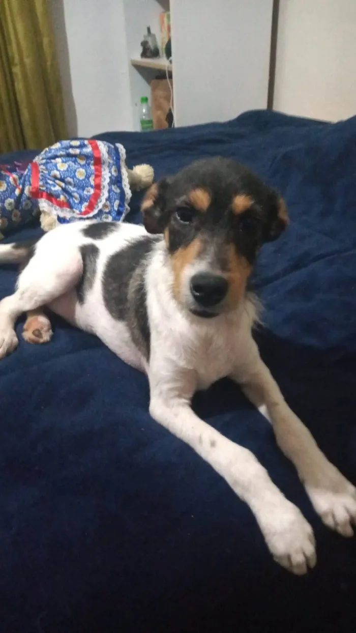 Cachorro ra a SRD-ViraLata idade 1 ano nome PIX