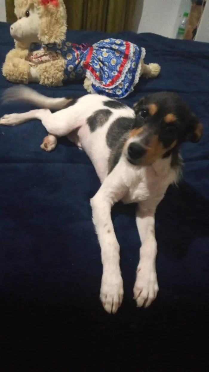Cachorro ra a SRD-ViraLata idade 1 ano nome PIX
