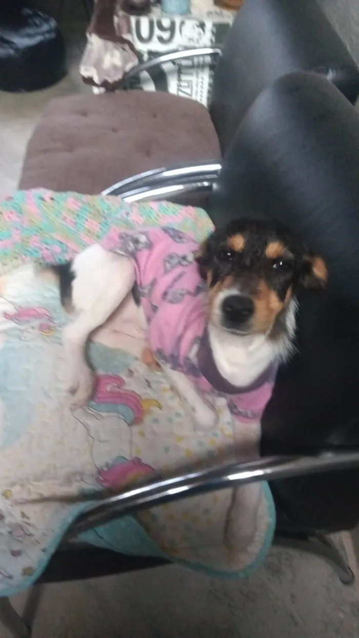 Cachorro ra a SRD-ViraLata idade 1 ano nome PIX