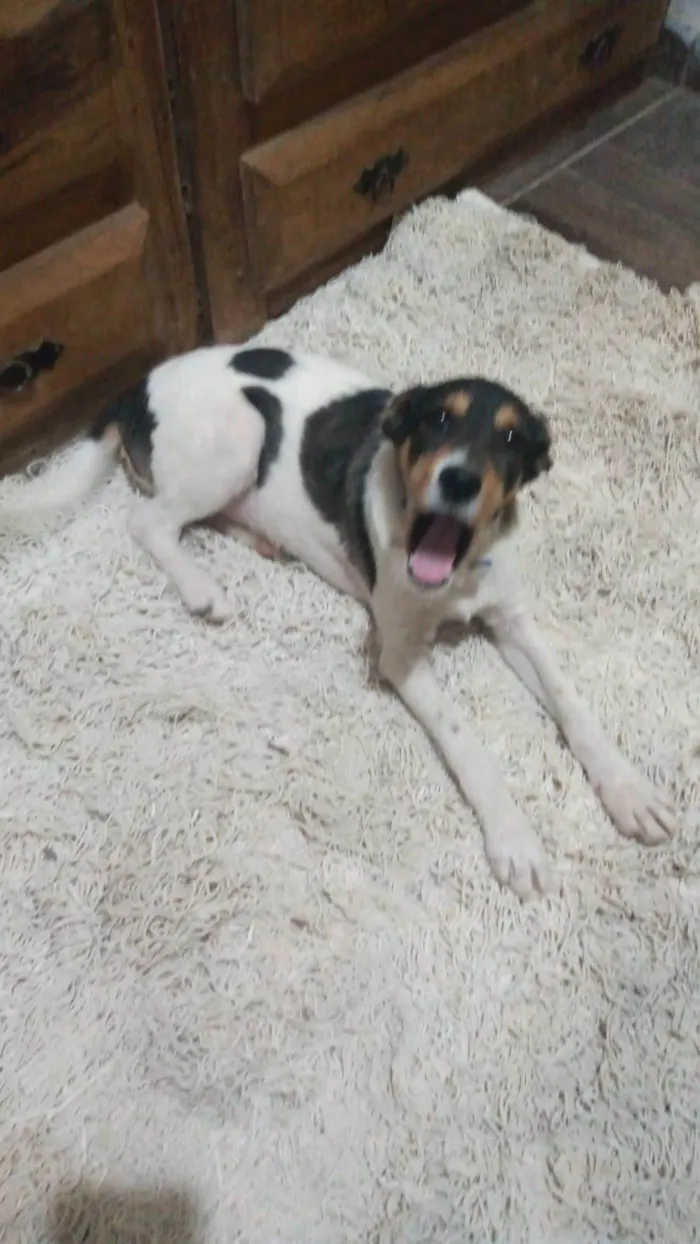 Cachorro ra a SRD-ViraLata idade 1 ano nome PIX