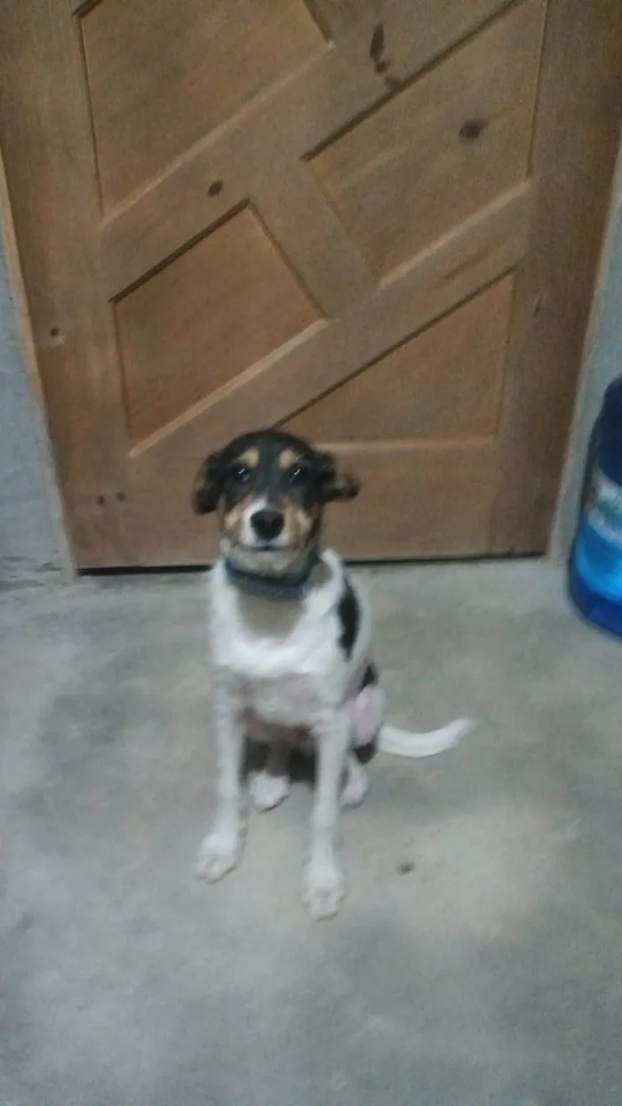 Cachorro ra a SRD-ViraLata idade 1 ano nome PIX
