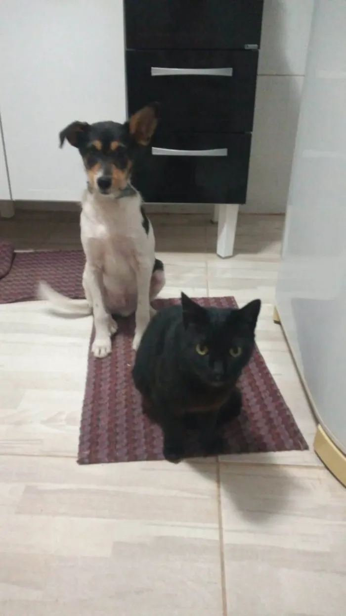 Cachorro ra a SRD-ViraLata idade 1 ano nome PIX