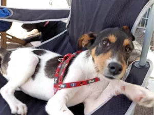 Cachorro raça SRD-ViraLata idade 1 ano nome PIX