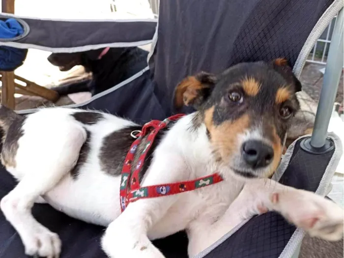 Cachorro ra a SRD-ViraLata idade 1 ano nome PIX