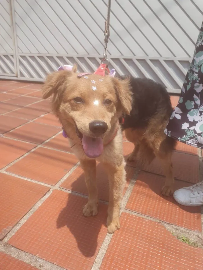 Cachorro ra a SRD-ViraLata idade 2 a 6 meses nome BEBEL