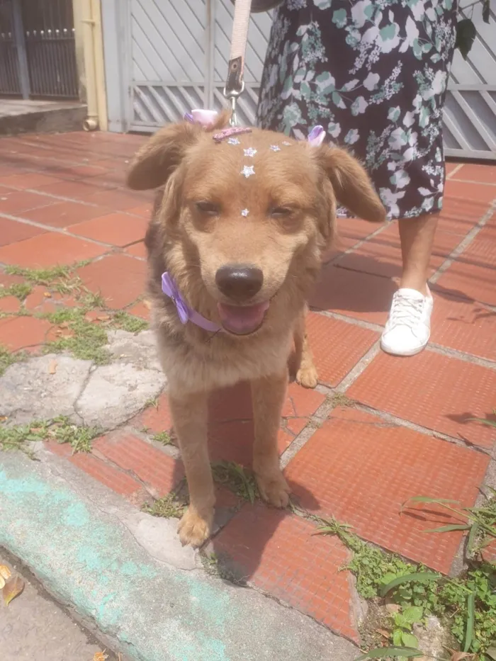 Cachorro ra a SRD-ViraLata idade 2 a 6 meses nome BEBEL