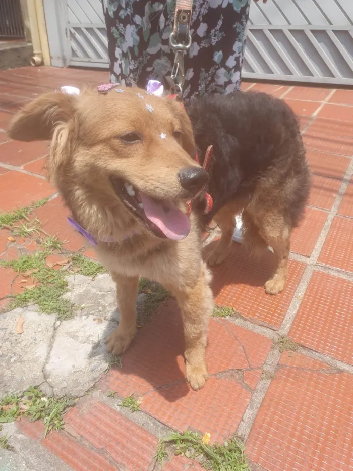 Cachorro ra a SRD-ViraLata idade 2 a 6 meses nome BEBEL