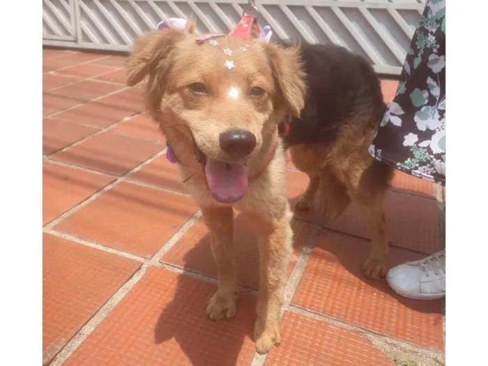 Cachorro ra a SRD-ViraLata idade 2 a 6 meses nome BEBEL