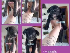 Cachorro raça SRD-ViraLata idade Abaixo de 2 meses nome 5 CANINOS