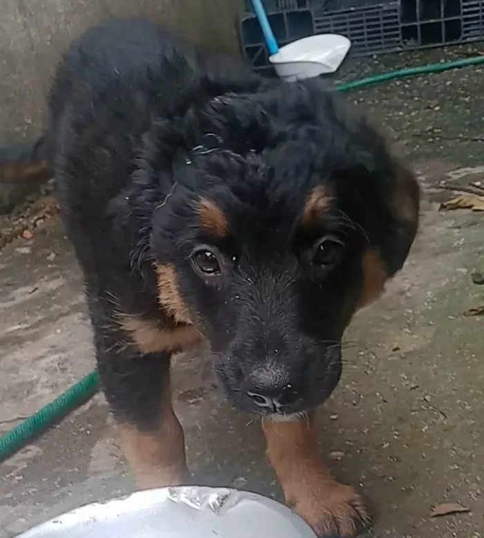Cachorro ra a SRD-ViraLata idade 2 a 6 meses nome Max 