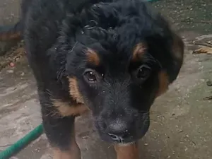 Cachorro raça SRD-ViraLata idade 2 a 6 meses nome Max 