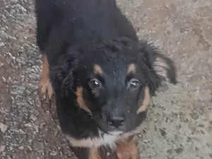 Cachorro raça SRD-ViraLata idade 2 a 6 meses nome Baby 